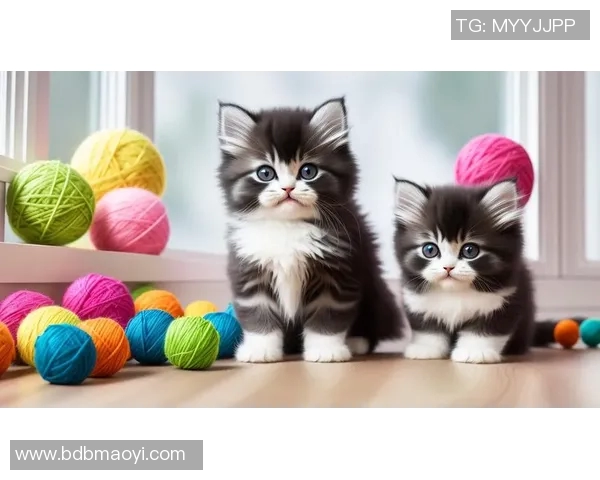 猫咪意外成足球明星引发热议网友纷纷点赞其超凡球技与可爱形象